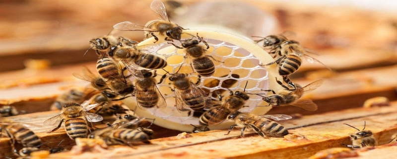蜜蜂逃跑前有什么征兆 蜜蜂逃跑前有什么征兆视频