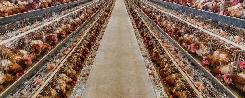 养鸡场安全生产管理制度是什么（养鸡场安全生产管理制度是什么意思）