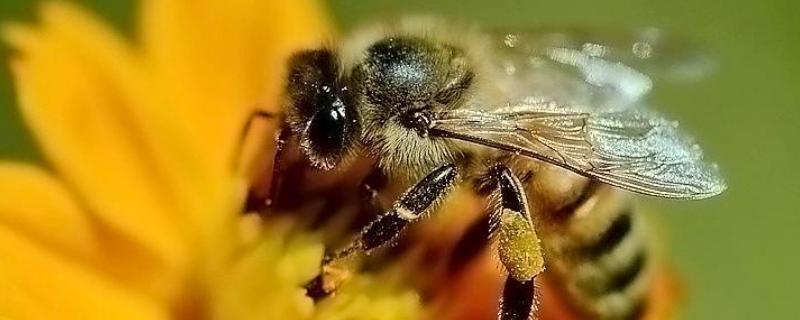 蜂毒为什么会引起过敏，附过敏症状（蜂毒过敏是什么原因）