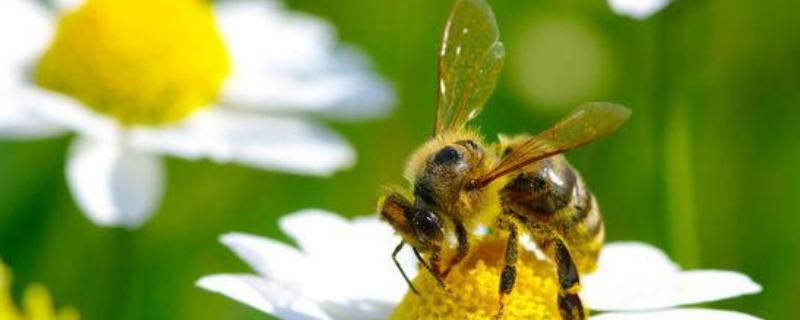 一斤花粉能喂多少蜂，附喂食方法 一斤花粉能喂多少蜜蜂