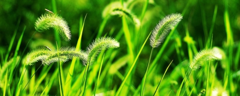狗尾巴草是什么植物 狗尾巴草是什么植物,它的茎叫什么茎