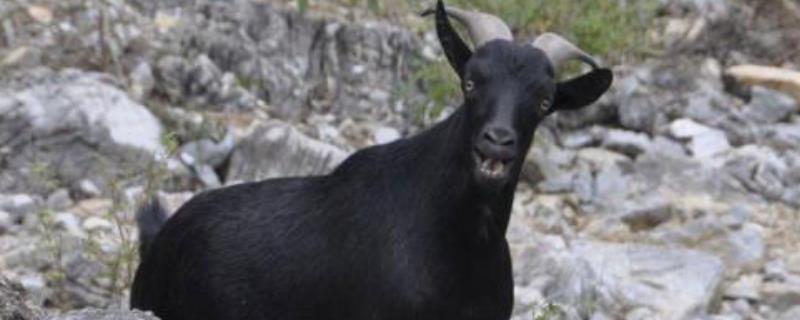 黑山羊的品种有哪些 中国十大黑山羊品种