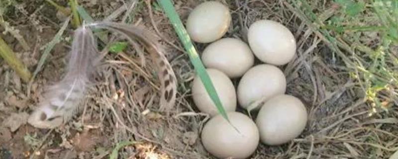 野鸡种蛋的保存技术（野鸡蛋孵出来怎么养）