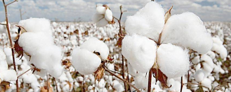 高产棉花品种有哪些 高产棉花品种有哪些优点