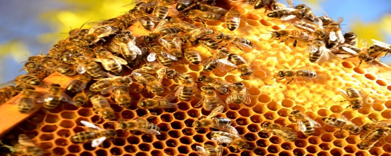怎么引来蜜蜂自己养殖 养殖蜜蜂的方法