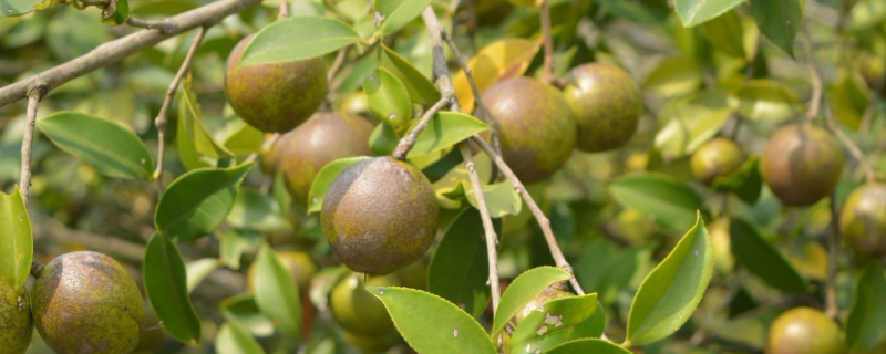 油茶树，附形态特征及生长习性 油茶树的生长特性