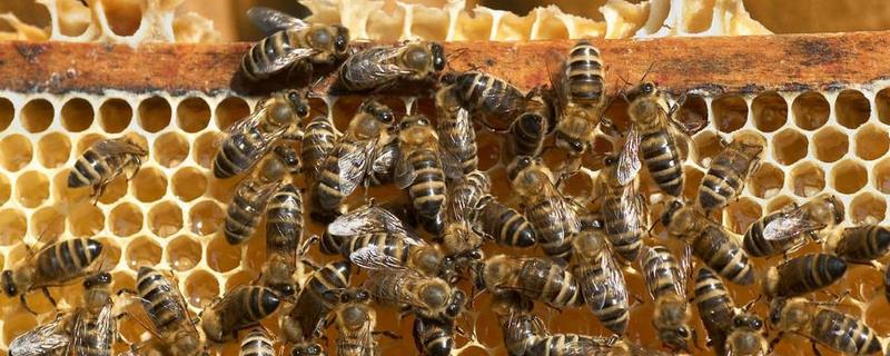真的蜂巢蜜是什么样子 真的蜂巢蜜是什么样子图片