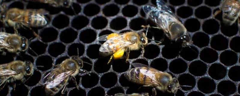 蜂螨对人有害吗，蜂螨的防治方法（蜂螨对人有害吗,蜂螨的防治方法有哪些）