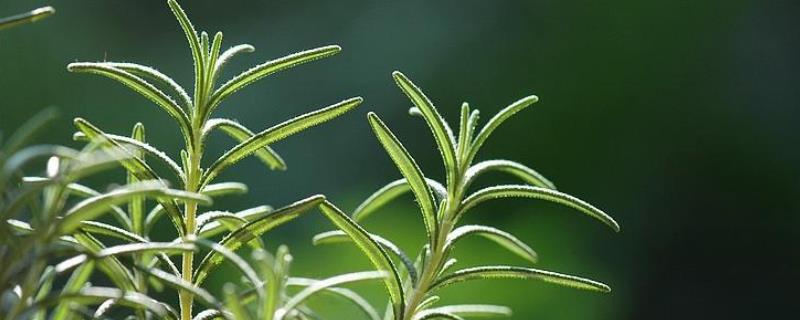 适合在室内养殖的驱蚊植物有哪些 适合室内种植的驱蚊植物