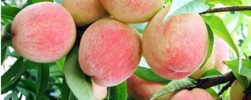 水蜜桃和桃子的区别（水蜜桃是普通的桃子吗）