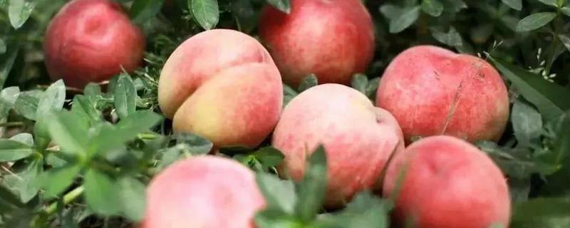 水蜜桃的种植技术，附如何防病虫害 水蜜桃怎样种植