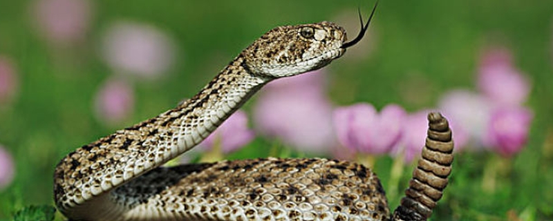响尾蛇的毒性有多大 响尾蛇到底有多毒