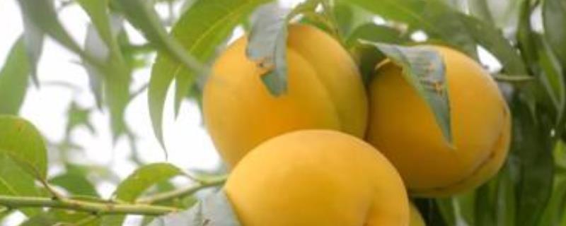 黄桃产地分布有哪些地方 黄桃主要分布在哪里