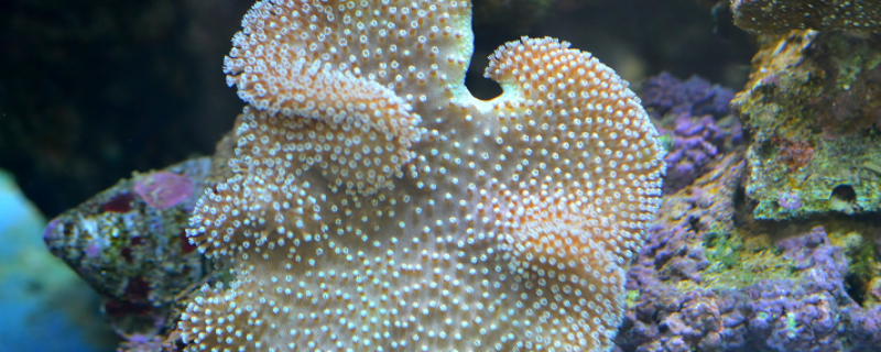 珊瑚虫是什么东西（珊瑚虫是什么东西图片）