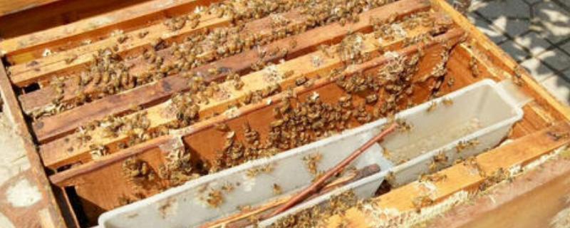 蜜蜂黑蜂病防治方法是什么 蜜蜂黑蜂病防治方法