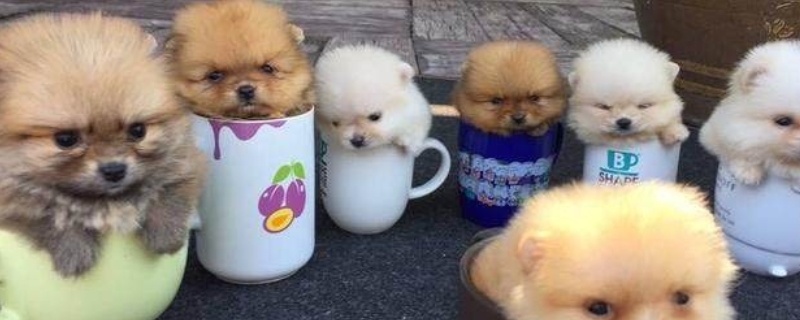 茶杯犬能长多大 茶杯犬能长多大多少斤
