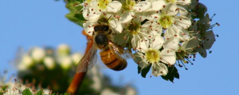 蜜蜂养殖有哪些秘诀，做好这几点 蜜蜂养殖技术要点