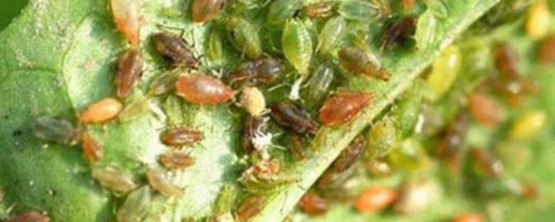 菜蚜的防治方法，附菜蚜发生的规律（菜蚜虫防治方法）