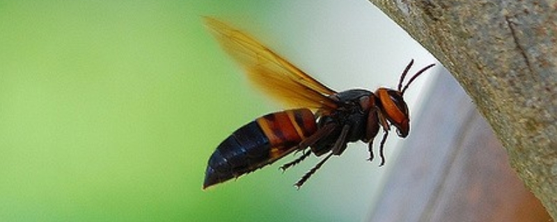 中国大虎头蜂的毒性强吗，被中国大虎头蜂蛰了会怎样