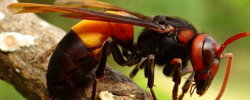 哪种虎头蜂的毒性最强，常见虎头蜂有哪些种类