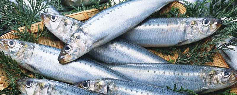 沙丁鱼能人工养殖吗 沙丁鱼能人工养殖吗吗
