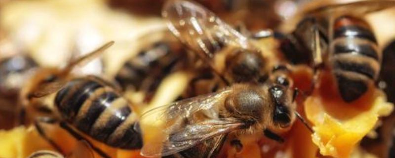 自然分蜂有什么征兆，附蜂群分群 蜜蜂自然分蜂有什么先兆