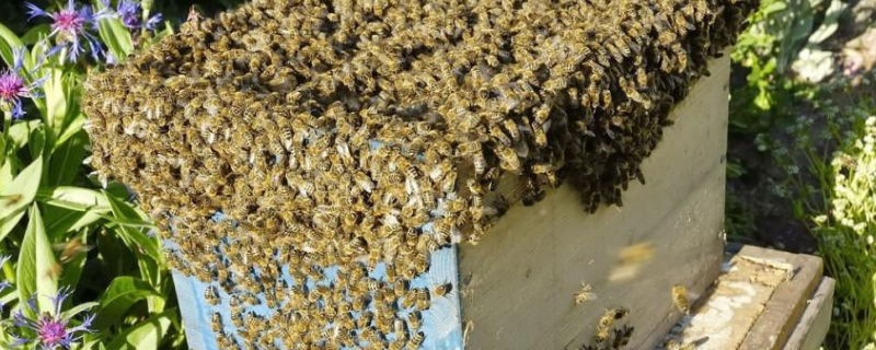 蜜蜂王台在什么位置，附王台形状 蜜蜂王台是怎么形成的