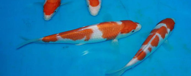 红白锦鲤鱼多少钱一条（白色锦鲤鱼价格）