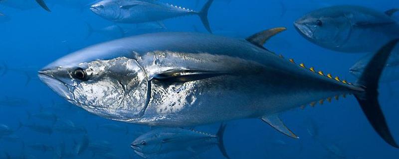 金枪鱼和三文鱼的区别，详细介绍 金枪鱼和三文鱼的区别