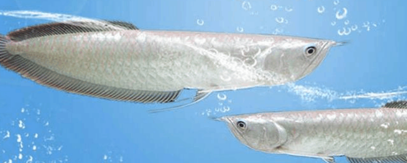 银龙鱼能长多大 银龙鱼能长多大尺寸