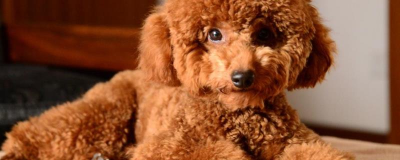 泰迪犬怎样训练 泰迪犬怎样训练听话