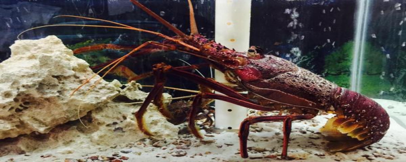 澳洲龙虾怎样才能好养，应如何选购和食用澳洲龙虾