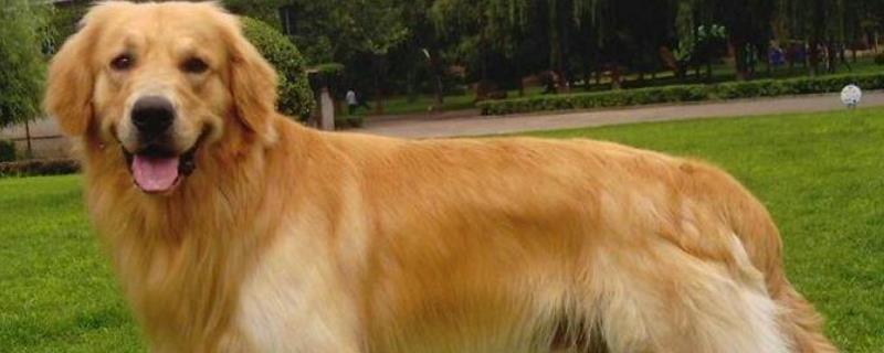 金毛犬有几种颜色 金毛都有哪些颜色