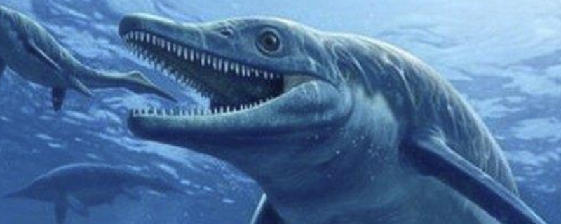 龙王鲸的体型有多大，食物是什么（龙王鲸的体型有多大,食物是什么植物）