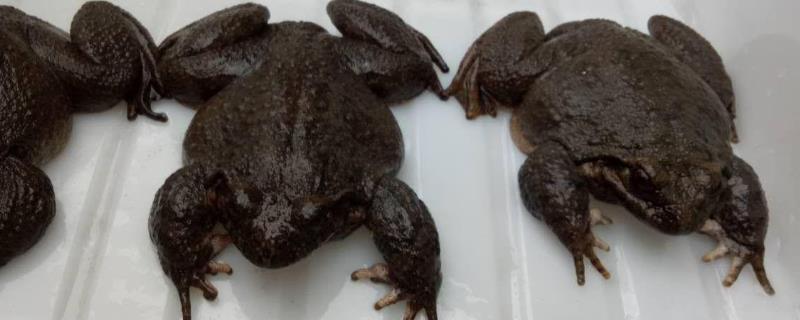 石蛙和牛蛙的区别，详细介绍（石蛙和牛蛙有什么区别）