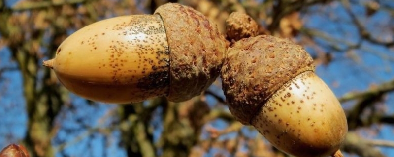 榛子树种植几年结果，附生长习性（榛子树的生长条件）