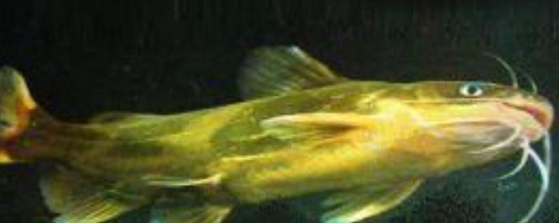黄颡鱼一点红病防治方法，附症状（黄颡鱼常见病症状及防治技术）