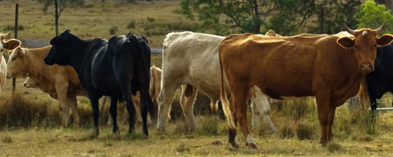 牛的种类有哪些 牛的种类有哪些呢?百度知道