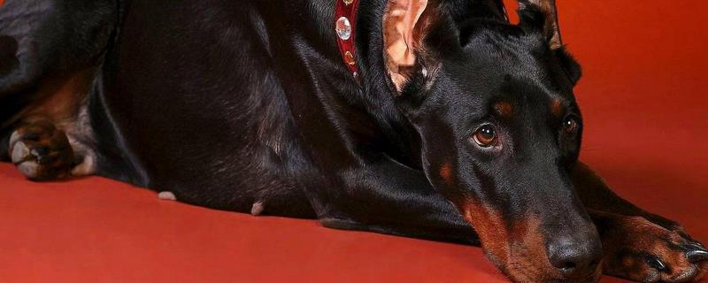 杜宾犬为什么要断尾（杜宾犬为啥要断尾）