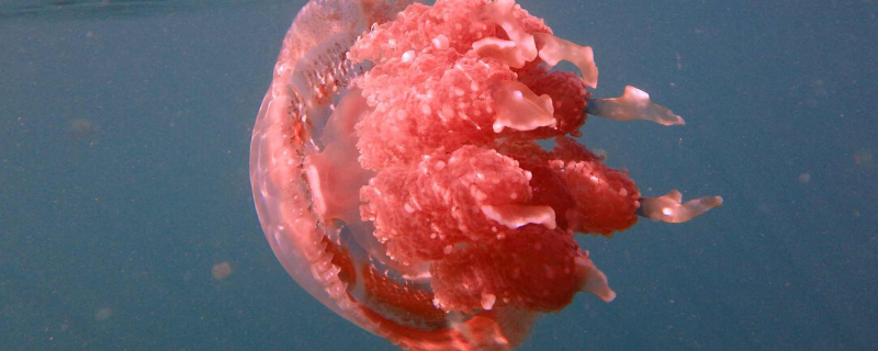 巨型深红水母有毒吗 巨型深红水母有毒吗吗