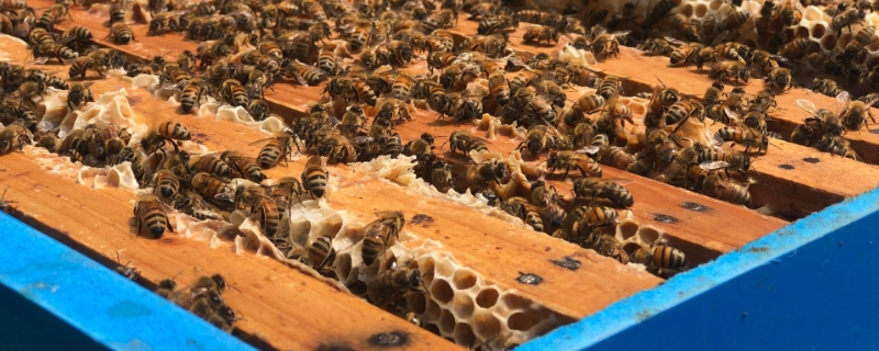 蜜蜂养殖的基本知识（蜜蜂养殖的基本知识点）