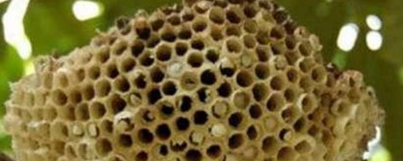 露蜂房是什么东西，蜂房是怎么来的 蜂房是露蜂房吗