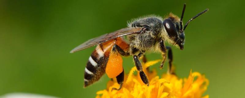 怎么诱蜂最容易来蜂 如何诱蜂来蜂快