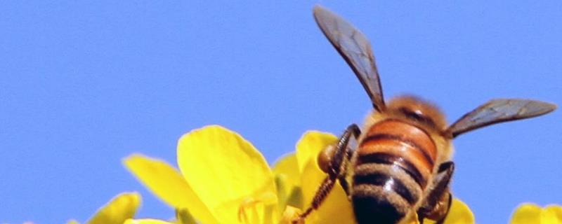 蜜蜂的特点有哪些（蜜蜂的特点有哪些写三个主要的内容）