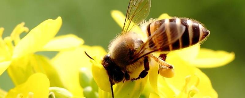 蜜蜂什么时候分家最多，附分蜂征兆（蜜蜂几月份分蜂会分家）