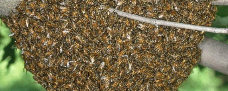 侦查蜂诱蜂来蜂的征兆，详细介绍（傍晚来侦查蜂）