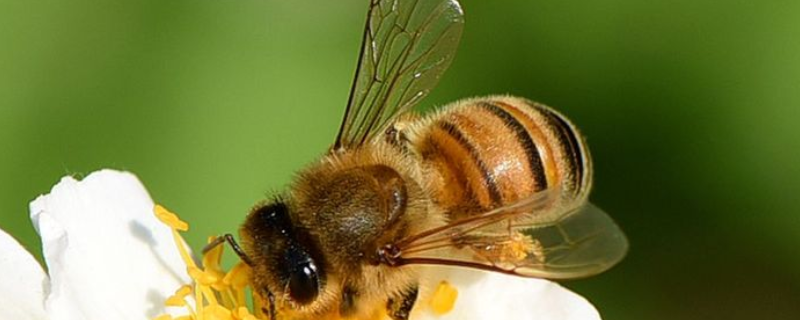 养蜂四季口诀是什么，详细如下 四季养蜂技术管理大全
