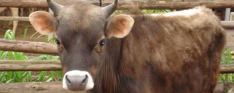 牛患胃肠炎中药治疗方法，附病因 牛胃肠炎治疗处方