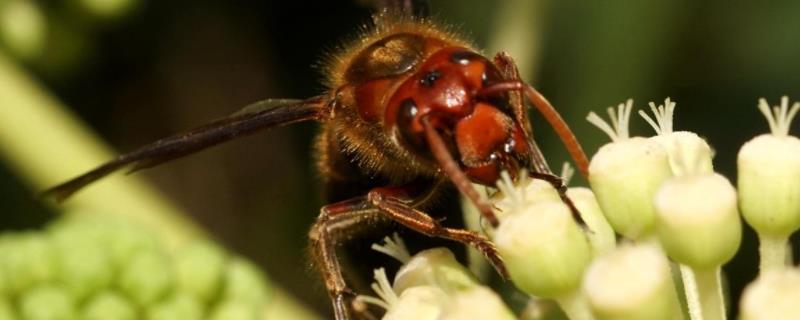 比虎头蜂还大的黑蜂是什么蜂（虎头蜂是什么蜂?）