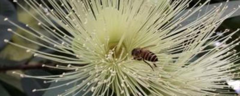 桉树花蜜蜂会采吗，附开花时间 桉树什么时候开花有蜜吗